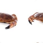Loughshinny Crab