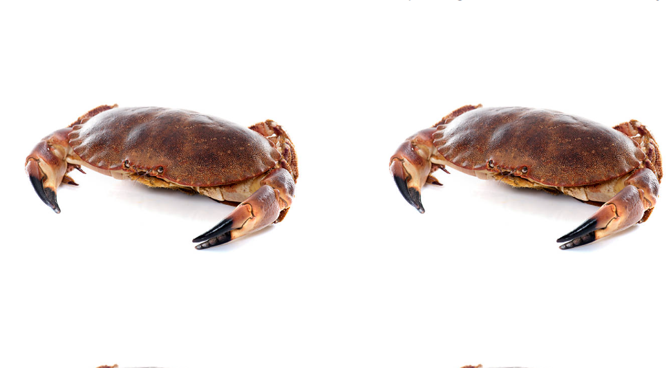 Loughshinny Crab