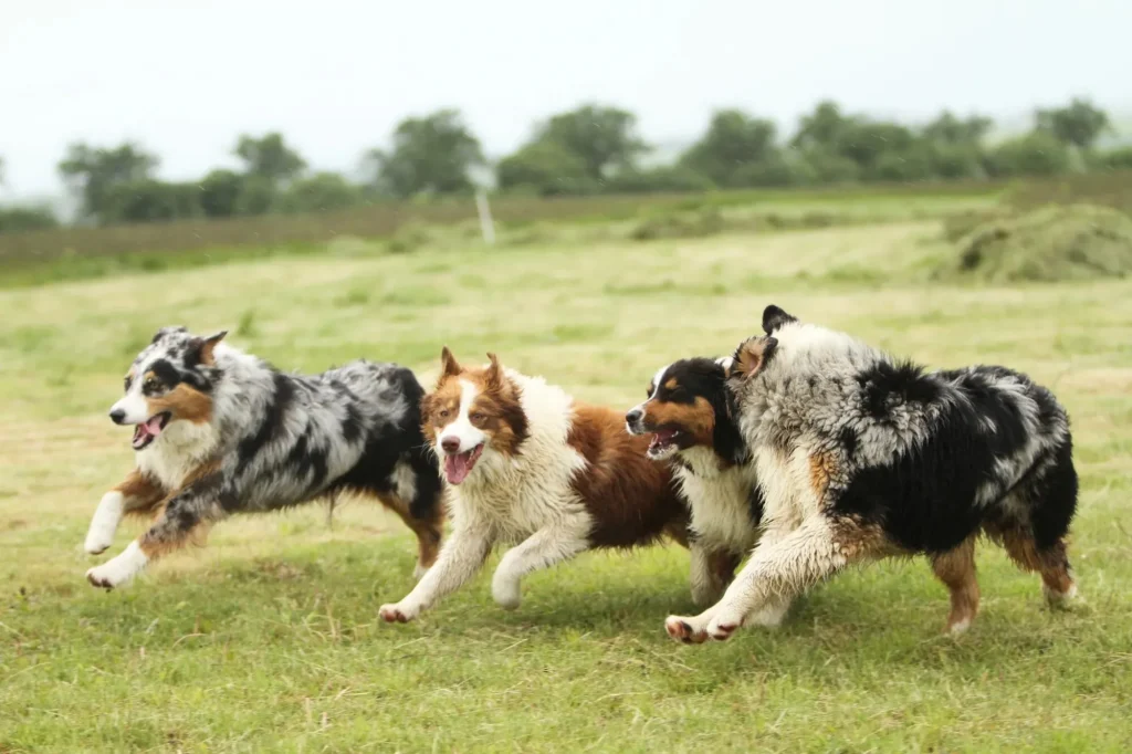 Group Training Classes for Dogs