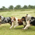Group Training Classes for Dogs